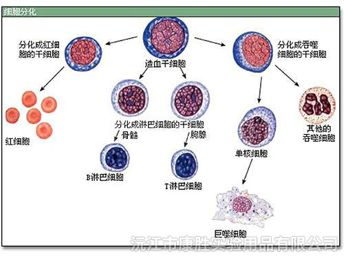 細胞分化